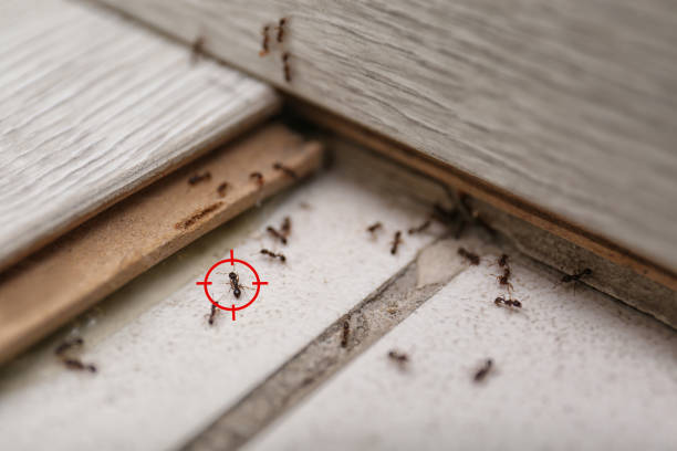 Best Emergency Pest Control  in Duryea, PA