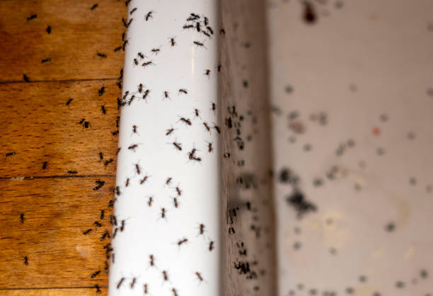 Best Cockroach Control Services  in Duryea, PA