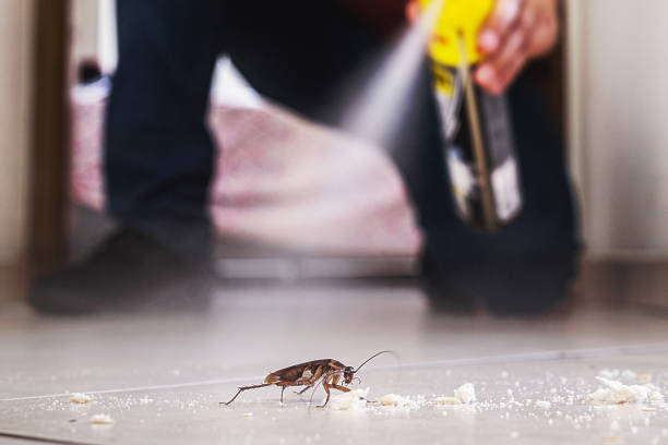Reliable Duryea, PA Pest Control Solutions