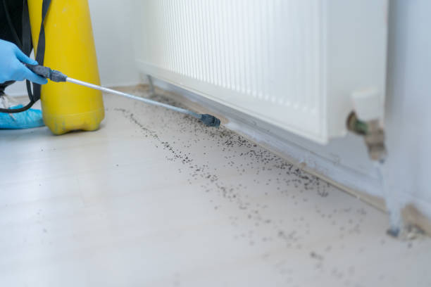 Best Pest Removal Services  in Duryea, PA