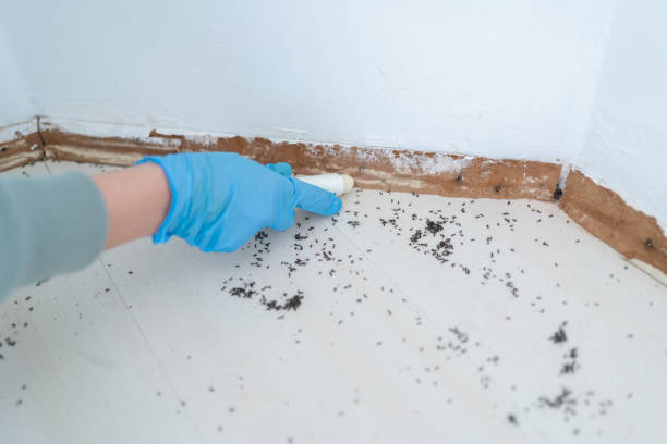 Best Best Pest Control Companies  in Duryea, PA